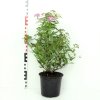 Spiraea japonica 'Genpei'  Tavolník 'Genpei'