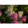 Spiraea japonica 'Genpei'  Tavolník 'Genpei'