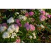 Spiraea japonica 'Genpei'  Tavolník 'Genpei'