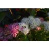 Spiraea japonica 'Genpei'  Tavolník 'Genpei'