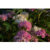 Spiraea japonica 'Genpei'  Tavolník 'Genpei'
