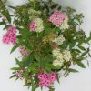 Spiraea japonica 'Genpei'  Tavolník 'Genpei'