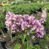 Syringa meyeri 'Palibin'  Šeřík meyeri 'Palibin'