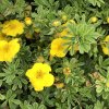 Potentilla frut. 'Goldteppich'  Mochna křovitá  'Goldteppich'