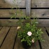 Rosa 'The Fairy'  Růže 'The Fairy' světle růž. drobnokvětá