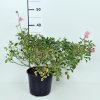 Rosa 'The Fairy'  Růže 'The Fairy' světle růž. drobnokvětá