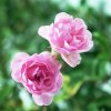 Rosa 'The Fairy'  Růže 'The Fairy' světle růž. drobnokvětá
