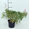 Rosa 'The Fairy'  Růže 'The Fairy' světle růž. drobnokvětá