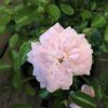 Rosa 'The Fairy'  Růže 'The Fairy' světle růž. drobnokvětá