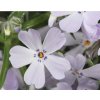 Phlox sub. 'Purple Beauty'  Plamenka šídlovitá 'Purple Beauty'