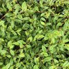 Cotoneaster salicifolius 'Bella'  Skalník vrbolistý 'Bella'
