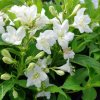 Weigela 'Candida'  vajgelie 'Candida'