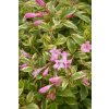 Weigela florida 'Sunny Princess'  vajgelie květnatá 'Sunny Princess'