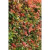 Photinia fraseri 'Red Robin'  Blýskavka 'Red Robin'