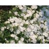 Phlox sub. 'White Delight'  Plamenka