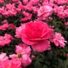 Rosa 'Bonica'  Růže růž. plná 'Bonica'