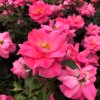 Rosa 'Bonica'  Růže růž. plná 'Bonica'