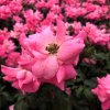 Rosa 'Bonica'  Růže růž. plná 'Bonica'