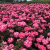 Rosa 'Bonica'  Růže růž. plná 'Bonica'