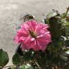 Rosa 'Bonica'  Růže růž. plná 'Bonica'