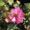 Rosa 'Bonica'  Růže růž. plná 'Bonica'