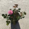 Rosa 'Bonica'  Růže růž. plná 'Bonica'