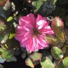 Rosa 'Bonica'  Růže růž. plná 'Bonica'
