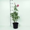Rosa 'Bonica'  Růže růž. plná 'Bonica'