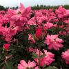Rosa 'Bonica'  Růže růž. plná 'Bonica'