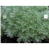 Artemisia schmid. 'Nana'  Pelyněk Shmidtův 'Nana'