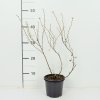 Potentilla frut. 'Tangerine  Mochna křovitá 'Tangerine