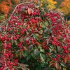 Euonymus europaeus 'Red Cascade'  brslen evropský  'Red Cascade'