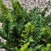 Dryopteris af. 'Crispa'  kapraď rezavá