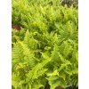 Dryopteris af. 'Crispa'  kapraď rezavá