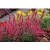 Agastache hyb. 'Morello'®  agastache