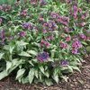 Pulmonaria hyb. 'Silver Bouquet'  Plicník 'Silver Bouquet'