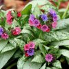 Pulmonaria hyb. 'Silver Bouquet'  Plicník 'Silver Bouquet'