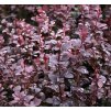 Berberis thunbergii 'Chocolate Summer®'  Dřišťál Thumbergův