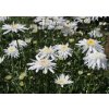 Leucanthemum 'Wirral Supreme'  Kopretina