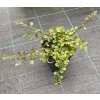 Cotoneaster dammeri 'Mooncreeper'  Skalník Dammerův