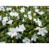 Vinca minor 'Colada'  barvínek menší