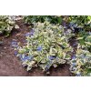 Brunnera macr. 'Variegata'  Pomněnkovec velkolistý 'Variegata'