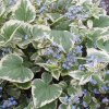 Brunnera macr. 'Variegata'  Pomněnkovec velkolistý 'Variegata'