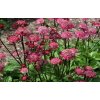 Astrantia major 'Astra Red'  Jarmanka větší