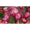 Astrantia major 'Astra Red'  Jarmanka větší