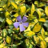 Vinca minor 'Imagine®'  Barvínek menší 'Imagine®'