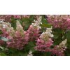 Hydrangea paniculata 'Pinky Winky®'  Hortenzie latnatá  'Pinky Winky®'