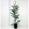 Cupressocyparis leylandii  Cypřišovec Leylandův