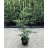 Cupressocyparis leylandii  Cypřišovec Leylandův