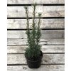 Taxus media 'Hicksii'  Tis prostřední 'Hicksii'